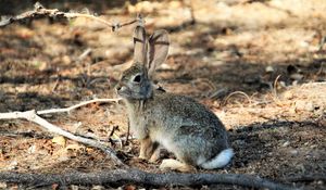 Preview wallpaper hare, animal, fluffy, branch
