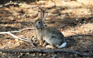 Preview wallpaper hare, animal, fluffy, branch