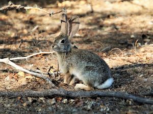 Preview wallpaper hare, animal, fluffy, branch