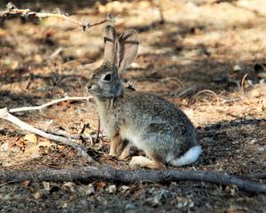 Preview wallpaper hare, animal, fluffy, branch