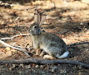 Preview wallpaper hare, animal, fluffy, branch