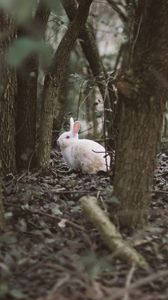 Preview wallpaper hare, animal, forest, trees, wildlife