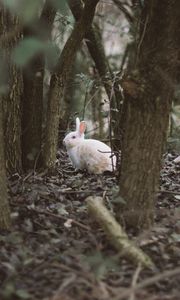 Preview wallpaper hare, animal, forest, trees, wildlife