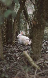 Preview wallpaper hare, animal, forest, trees, wildlife