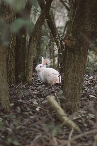 Preview wallpaper hare, animal, forest, trees, wildlife