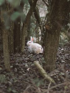 Preview wallpaper hare, animal, forest, trees, wildlife