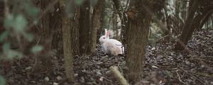 Preview wallpaper hare, animal, forest, trees, wildlife