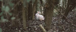 Preview wallpaper hare, animal, forest, trees, wildlife