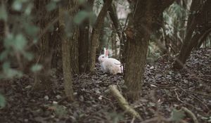 Preview wallpaper hare, animal, forest, trees, wildlife