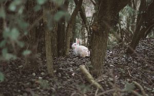 Preview wallpaper hare, animal, forest, trees, wildlife