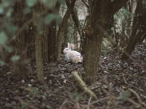 Preview wallpaper hare, animal, forest, trees, wildlife