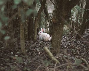 Preview wallpaper hare, animal, forest, trees, wildlife