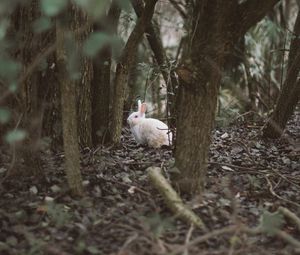 Preview wallpaper hare, animal, forest, trees, wildlife