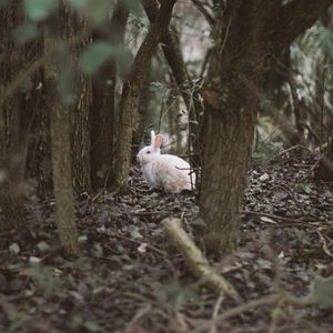 Preview wallpaper hare, animal, forest, trees, wildlife