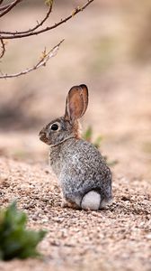 Preview wallpaper hare, animal, glance, wildlife