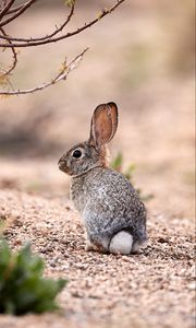 Preview wallpaper hare, animal, glance, wildlife