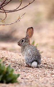 Preview wallpaper hare, animal, glance, wildlife