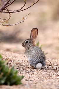 Preview wallpaper hare, animal, glance, wildlife