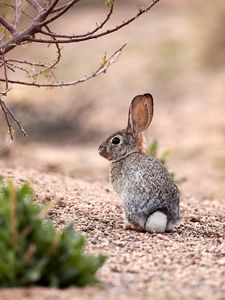 Preview wallpaper hare, animal, glance, wildlife