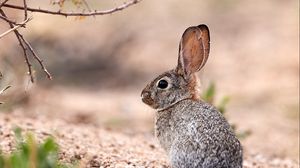 Preview wallpaper hare, animal, glance, wildlife