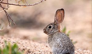 Preview wallpaper hare, animal, glance, wildlife
