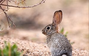 Preview wallpaper hare, animal, glance, wildlife