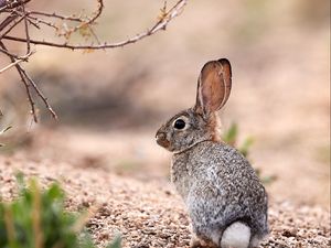 Preview wallpaper hare, animal, glance, wildlife