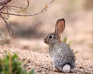 Preview wallpaper hare, animal, glance, wildlife