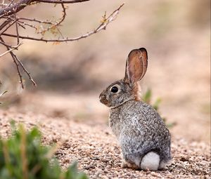 Preview wallpaper hare, animal, glance, wildlife