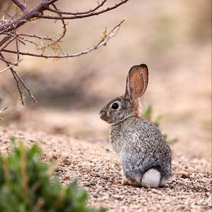 Preview wallpaper hare, animal, glance, wildlife