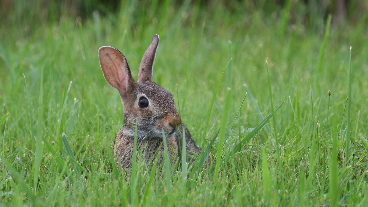 Wallpaper hare, animal, glance, grass, wildlife