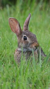 Preview wallpaper hare, animal, glance, grass, wildlife