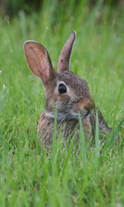 Preview wallpaper hare, animal, glance, grass, wildlife