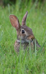 Preview wallpaper hare, animal, glance, grass, wildlife