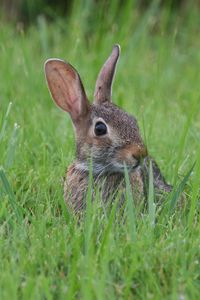 Preview wallpaper hare, animal, glance, grass, wildlife