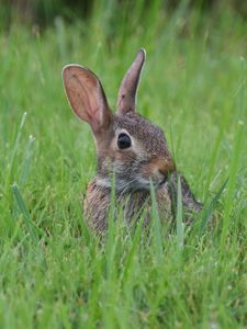 Preview wallpaper hare, animal, glance, grass, wildlife