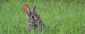 Preview wallpaper hare, animal, glance, grass, wildlife