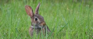 Preview wallpaper hare, animal, glance, grass, wildlife