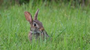 Preview wallpaper hare, animal, glance, grass, wildlife