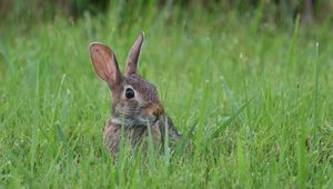 Preview wallpaper hare, animal, glance, grass, wildlife