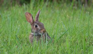 Preview wallpaper hare, animal, glance, grass, wildlife