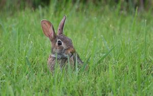 Preview wallpaper hare, animal, glance, grass, wildlife