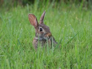 Preview wallpaper hare, animal, glance, grass, wildlife