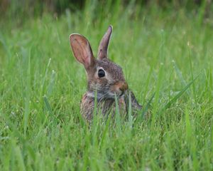 Preview wallpaper hare, animal, glance, grass, wildlife