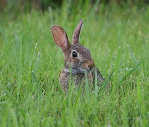 Preview wallpaper hare, animal, glance, grass, wildlife