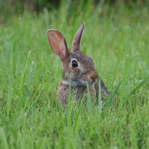 Preview wallpaper hare, animal, glance, grass, wildlife