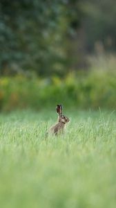 Preview wallpaper hare, animal, grass, focus