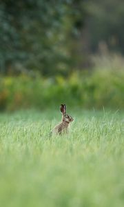 Preview wallpaper hare, animal, grass, focus