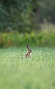 Preview wallpaper hare, animal, grass, focus