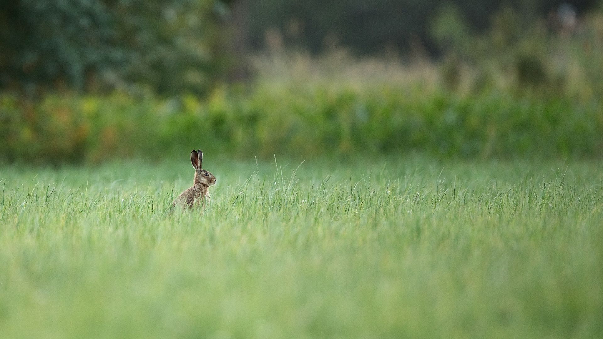 Download wallpaper 1920x1080 hare, animal, grass, focus full hd, hdtv